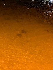 Rhinoptera steindachneri