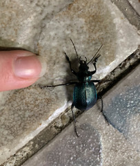 Calosoma granatense