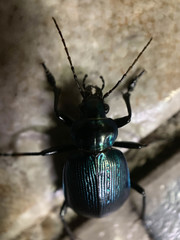 Calosoma granatense
