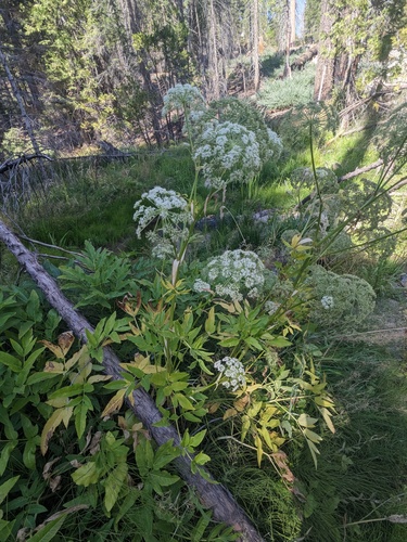 Call's angelica (Angelica callii)