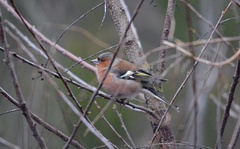 Fringilla coelebs
