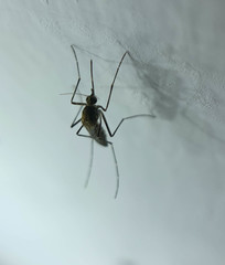 Aedes taeniorhynchus