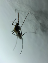 Aedes taeniorhynchus