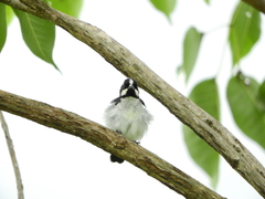 Sporophila lineola