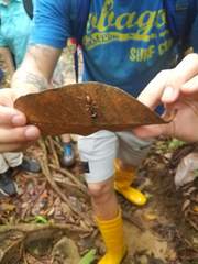 Dinomyrmex gigas borneensis