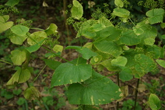 Smyrnium perfoliatum