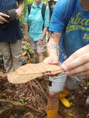 Dinomyrmex gigas borneensis