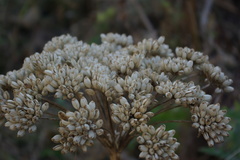 Agasyllis latifolia