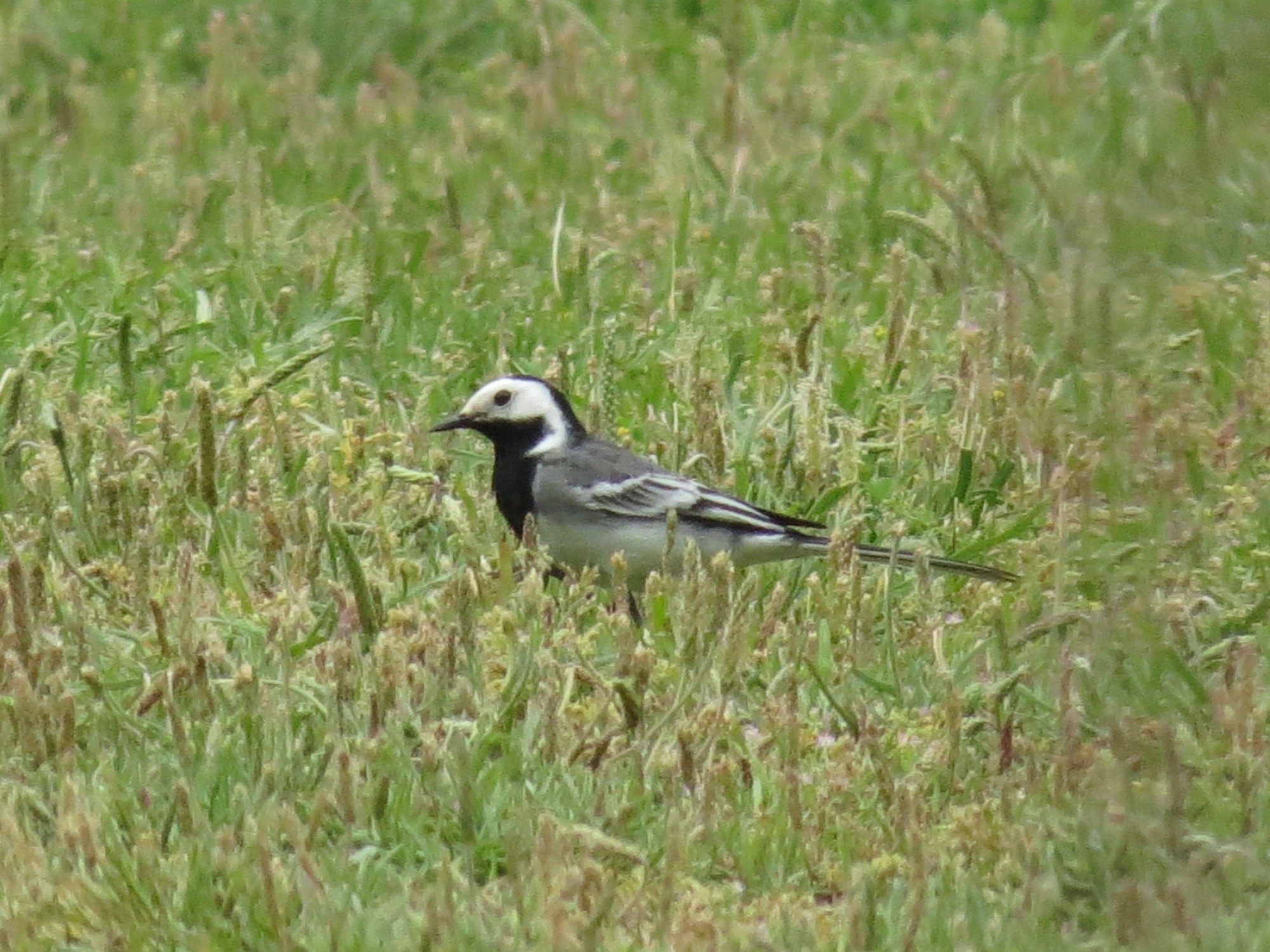 White Wagtail