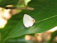 Iaspis andersoni