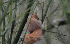 Sciurus vulgaris