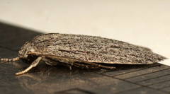 Phloeograptis obliquata
