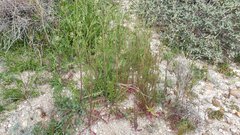 Caulanthus lasiophyllus