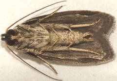 Phloeograptis obliquata