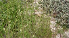 Caulanthus lasiophyllus