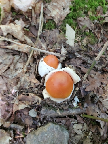 観察された菌類