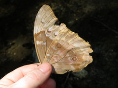 Morpho menelaus amathonte