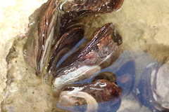 Isognomon alatus