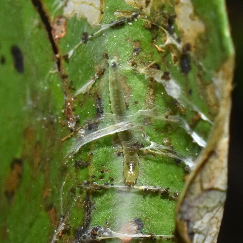 Sculptured Moth photo 3