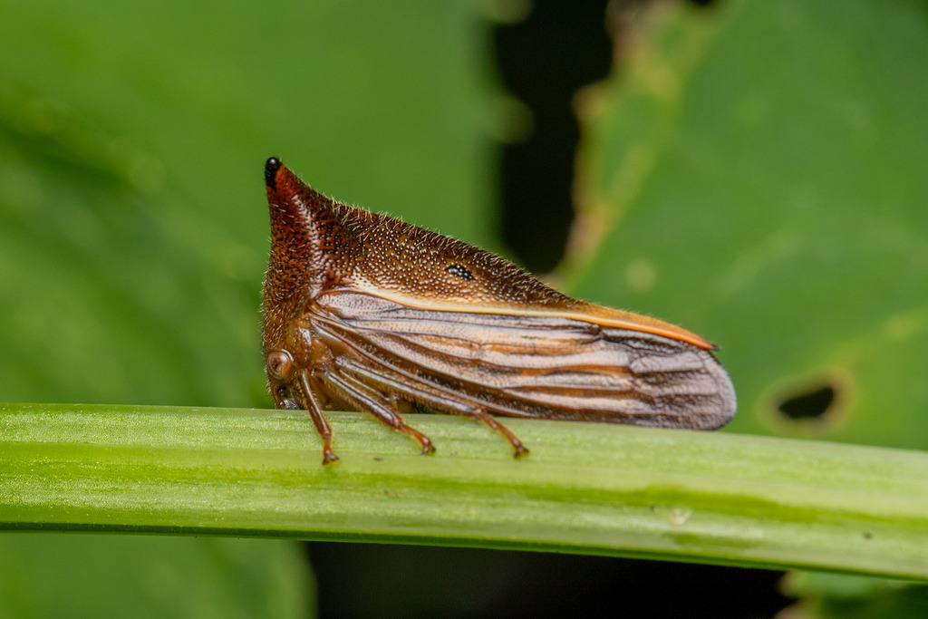 Hyphinoe purulensis