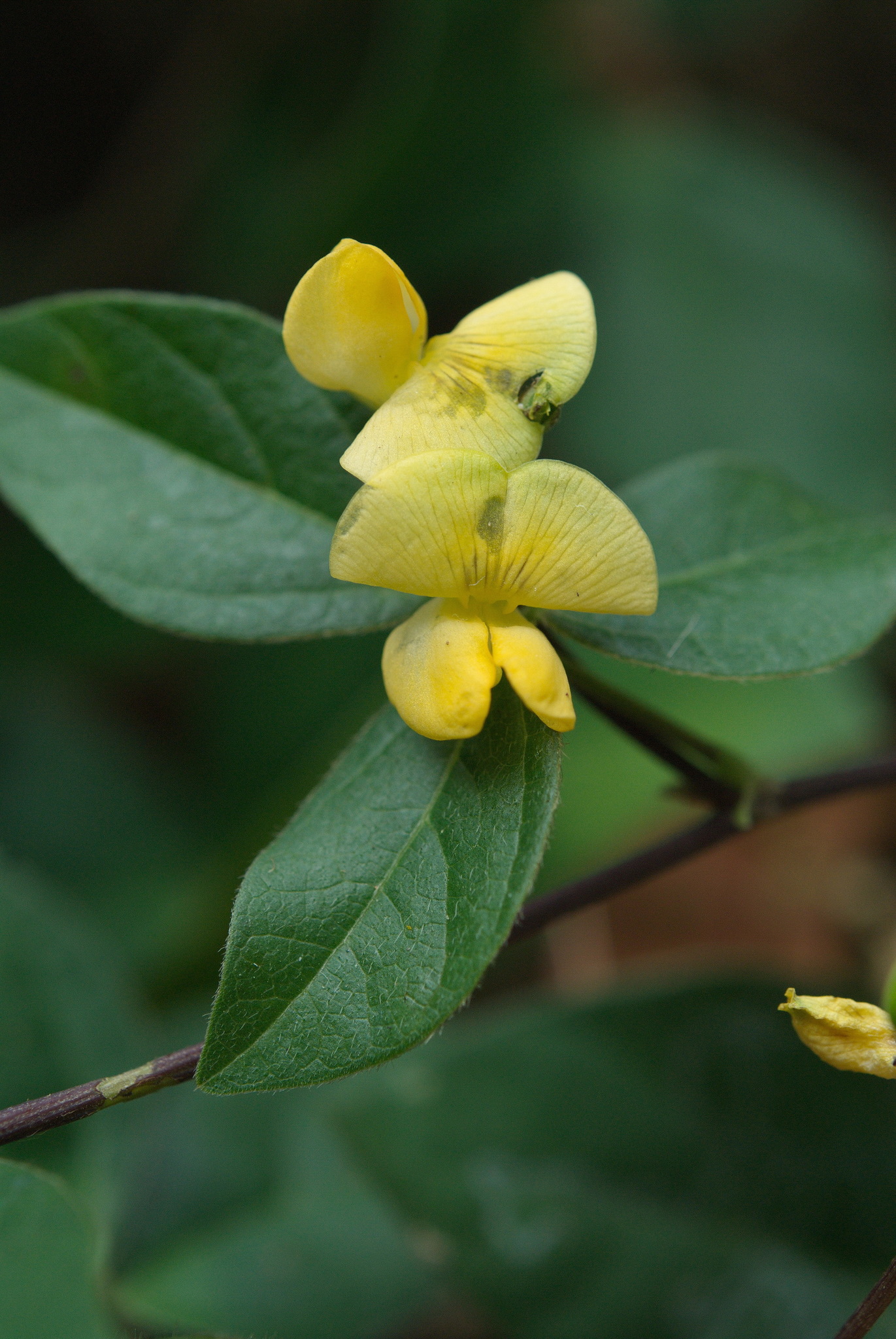 Vigna hosei