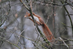 Sciurus vulgaris