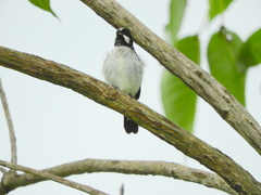 Sporophila lineola