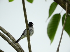 Sporophila lineola