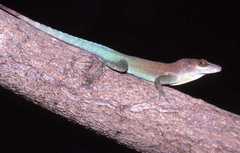 Montserrat Anole photo 3