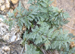 Myriopteris wrightii