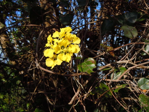 Stigmaphyllon diversifolium