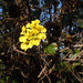Stigmaphyllon diversifolium - Photo (c) Patrice78500, algunos derechos reservados (CC BY-SA)