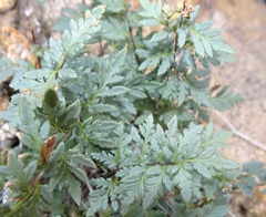 Myriopteris wrightii