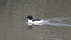 Mergus merganser