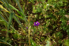 Legousia speculum-veneris