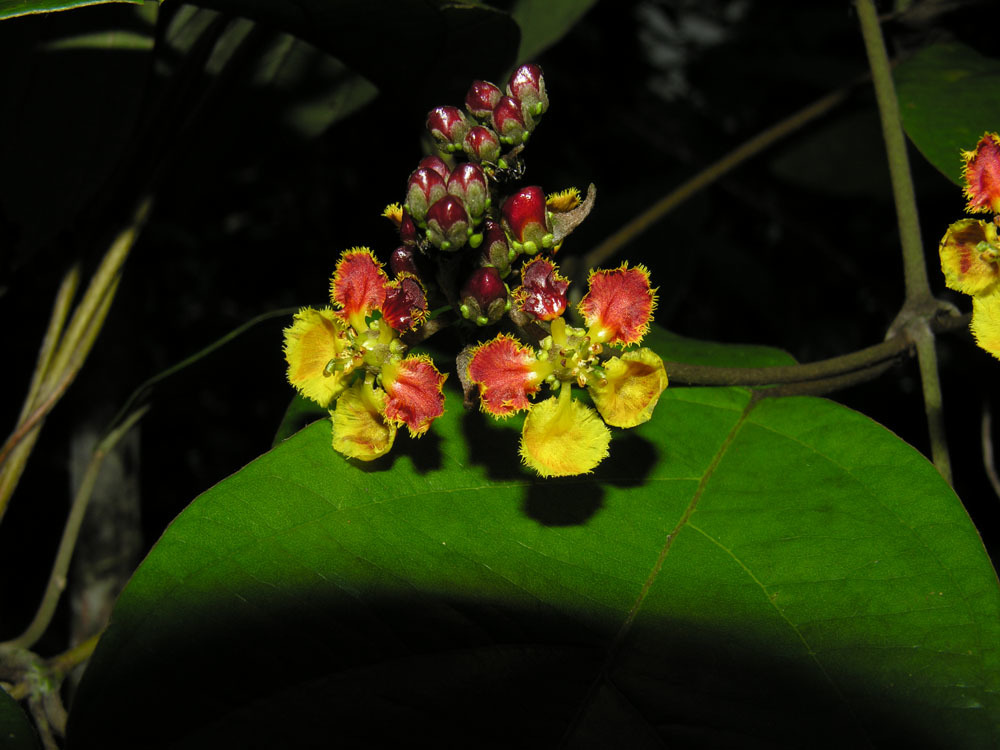 Stigmaphyllon puberum