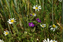 Legousia speculum-veneris