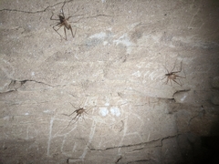 Hadenoecus subterraneus