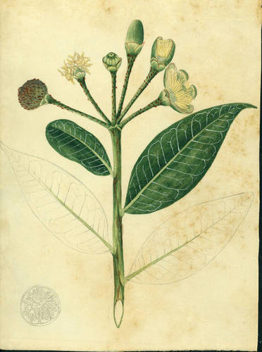 Marcgravia rectiflora