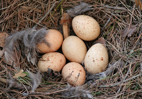 Western Capercaillie