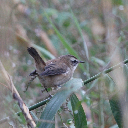 Carricerín real (Acrocephalus melanopogon)