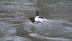 Mergus merganser
