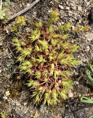 Loeflingia squarrosa