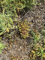 Loeflingia squarrosa