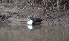 Anas platyrhynchos domesticus