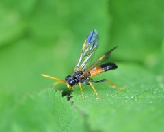 Tenthredo campestris