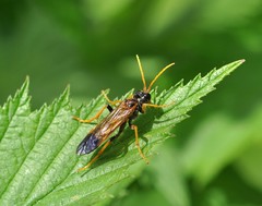 Tenthredo campestris