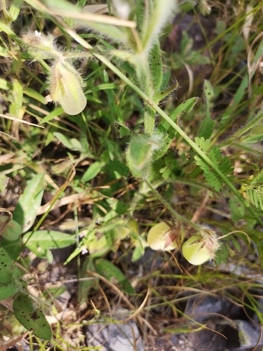 Crotalaria incana iNat (2)