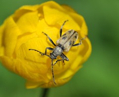 Brachyta interrogationis