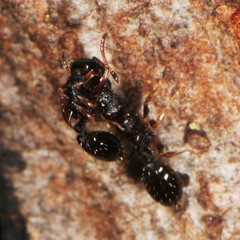 Temnothorax longispinosus